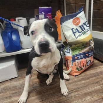 Frankie -  Pit Bull Terrier and Mixed Breed Dog for Adoption in Evensville, Tennessee - Frankie | PetCurious
