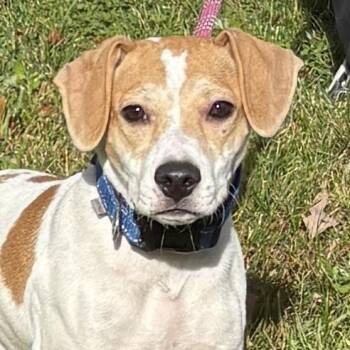 Nubs -  Hound Dog for Adoption in Calverton, New York - Nubs | PetCurious