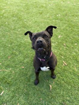 Mixed Breed Dogs Available for Adoption - Remi - 1 | PetCurious