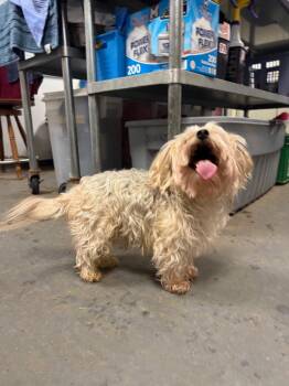 Yorkshire Terrier and Maltese Dogs Available for Adoption - Kobe | PetCurious