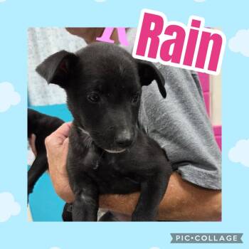 Rain -  Labrador Retriever Dog for Adoption in Ringwood, New Jersey - Rain | PetCurious