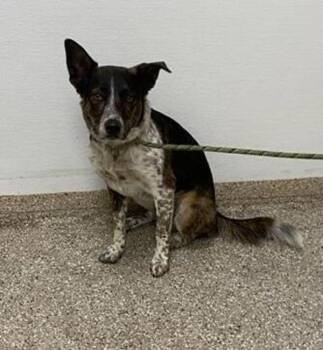 Chop -  Australian Cattle Dog Blue Heeler and Border Collie Dog for Adoption in Vancouver, Washington - Chop | PetCurious