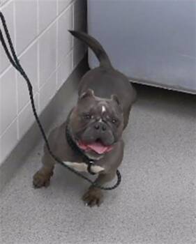 PEBBLE -  English Bulldog and Mixed Breed Dog for Adoption in Omaha, Nebraska - PEBBLE | PetCurious