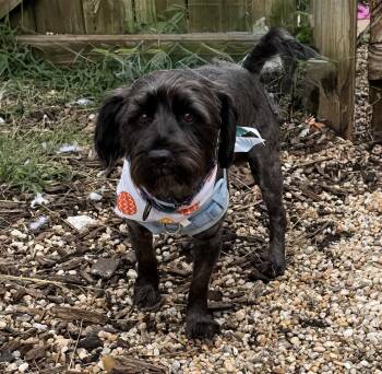 Griffin -  Poodle Dog for Adoption in Ellicott City, Maryland - Griffin | PetCurious