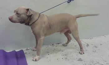 Rescue Bullmastiff and Mixed Breed Dogs for Adoption in Houston, Texas - NANO | PetCurious