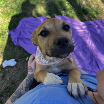 Yellow Labrador Retriever and German Shepherd Dog Dogs Available for Adoption - Caramel  | PetCurious