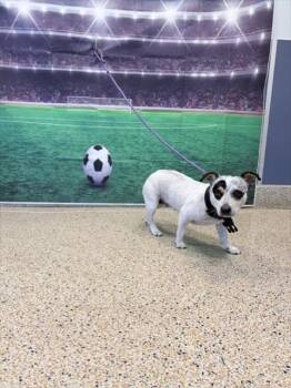 ISABELLA -  Parson Russell Terrier and Mixed Breed Dog for Adoption in Doral, Florida - ISABELLA | PetCurious
