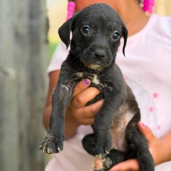 Barbara -  Mixed Breed Dog for Adoption in Buffalo, Minnesota - Barbara | PetCurious