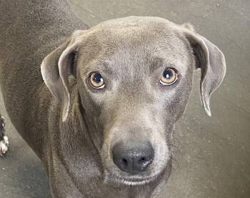 Rescue Labrador Retriever Dogs for Adoption in Westfield, New York - Dove | PetCurious