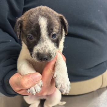 Dallas -  Cattle Dog and Mixed Breed Dog for Adoption in Ottawa, Kansas - Dallas | PetCurious