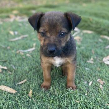 Muenster -  Cattle Dog and Terrier Dog for Adoption in Escondido, California - Muenster | PetCurious