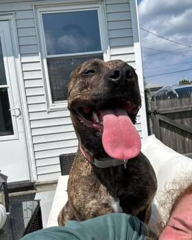 Hallsey- ADOPTION FEE SPONSORED -  Mixed Breed Dog for Adoption in Pembroke, Massachusetts - Hallsey- ADOPTION FEE SPONSORED | PetCurious