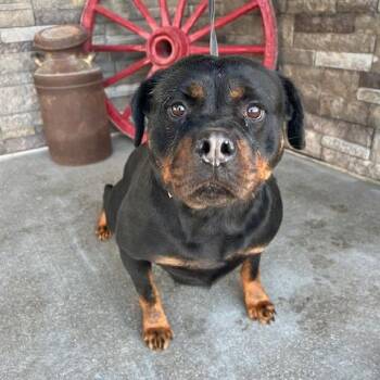 Rottweiler Dogs Available for Adoption - Victoria | PetCurious