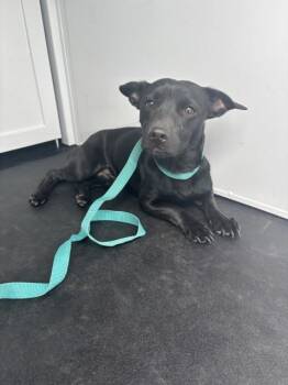 Chihuahua Dogs Available for Adoption in San Bernardino, California - TORO | PetCurious
