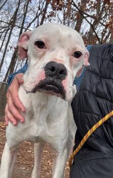 Boxer Dogs Available for Adoption - Chadwick | PetCurious