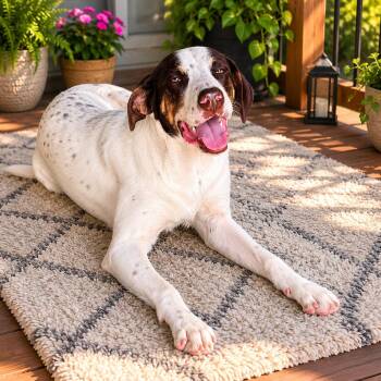 English Pointer and Australian Cattle Dog Blue Heeler Dogs Available for Adoption in Houston, Texas - COWBOY JACK Aka CJ (Friendly To All Ages, Affectionate, Loving,  | PetCurious