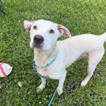 Adonis -  Mixed Breed Dog for Adoption - Adonis | PetCurious