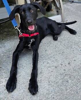 Anastasia -  Labrador Retriever and Hound Dog for Adoption in Harrison, New York - Anastasia | PetCurious