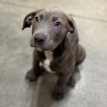 Onyx TN -  American Bulldog Dog for Adoption in Poinciana, Florida - Onyx TN | PetCurious