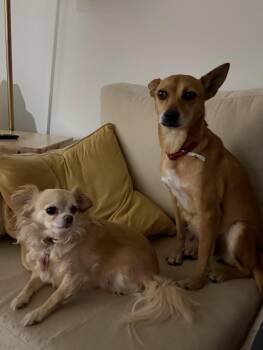 Rescue Miniature Pinscher Dogs for Adoption in North Charleston, South Carolina - Mable | PetCurious