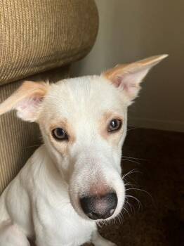 Rescue Jack Russell Terrier and Chihuahua Dogs for Adoption in Lisbon, Ohio - Chucky | PetCurious