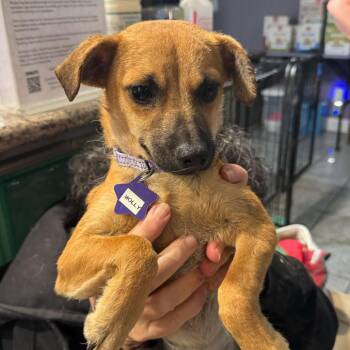 Mixed Breed Dogs Available for Adoption in San Francisco, California - Molly | PetCurious