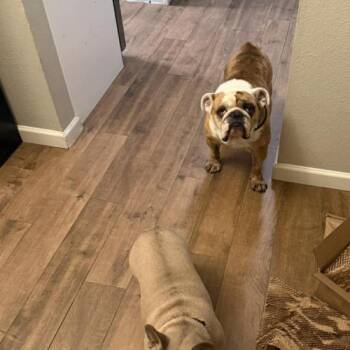 English Bulldog Dogs Available for Adoption in Austin, Texas - Billy | PetCurious