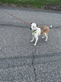 Beagle Dogs Available for Adoption in Pittsburgh, Pennsylvania - Terrence | PetCurious