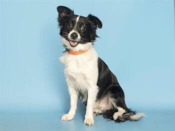 TERRY -  Chihuahua Dog for Adoption in Phoenix, Arizona - TERRY | PetCurious