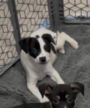Mixed Breed Dogs Available for Adoption in Chamblee, Georgia - Amino | PetCurious