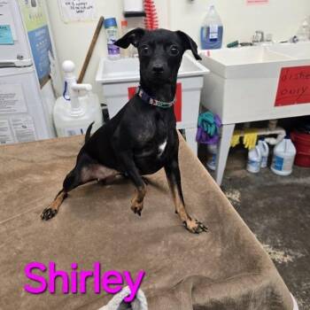Shirley -  Chihuahua Dog for Adoption in Saint Marys, Pennsylvania - Shirley | PetCurious
