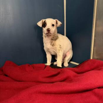 Chihuahua Dogs Available for Adoption - Oda | PetCurious