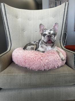 Sarah (Single Pet home only) -  French Bulldog Dog for Adoption in De Pere, Wisconsin - Sarah (Single Pet Home Only) | PetCurious