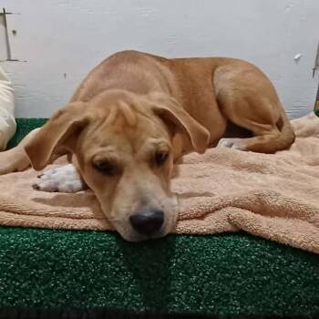 Willa -  Mixed Breed Dog for Adoption in Boaz, Alabama - Willa | PetCurious