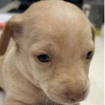 Baguette -  Chihuahua and Dachshund Dog for Adoption in San Pablo, California - Baguette | PetCurious