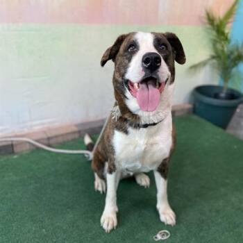 Chloe -  Labrador Retriever and Pit Bull Terrier Dog for Adoption in Hawthorne, California - Chloe | PetCurious