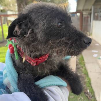 Terrier Dogs Available for Adoption - Little Lamb | PetCurious