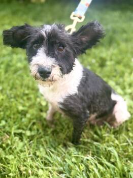 Nova- Transport -  Schnauzer and Mixed Breed Dog for Adoption in Gradyville, Kentucky - Nova- Transport | PetCurious