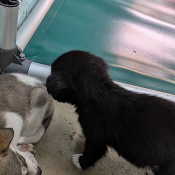 S- Iggy -  Mixed Breed Dog for Adoption in Tulsa, Oklahoma - S- Iggy | PetCurious