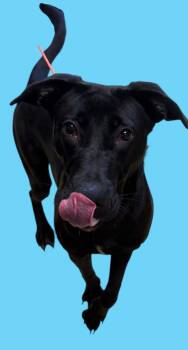 Rescue Black Labrador Retriever Dogs for Adoption in New Castle, Indiana - Rebecca | PetCurious