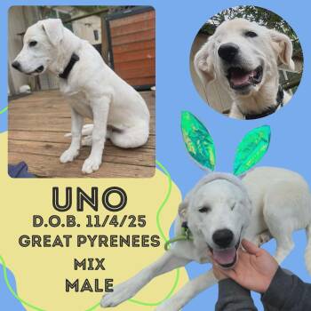 Great Pyrenees Dogs Available for Adoption in Caldwell, Texas - Uno | PetCurious