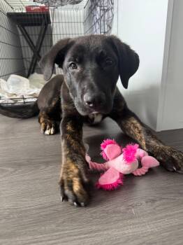 Maverick -  Black Labrador Retriever and Cane Corso Dog for Adoption in Clarksburg, Ontario - Maverick | PetCurious