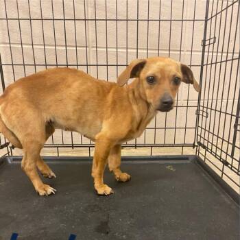 Lily 7574 -  Chihuahua Dog for Adoption in Loxahatchee Groves, Florida - Lily 7574 | PetCurious