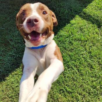 Coco Krispie -  Mixed Breed Dog for Adoption in Chattanooga, Tennessee - Coco Krispie | PetCurious