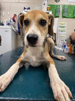 Lex -  Mixed Breed Dog for Adoption in Mobile, Alabama - Lex | PetCurious