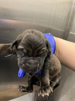 Rescue Mixed Breed Dogs for Adoption in Dallas, Texas - 1 | PetCurious