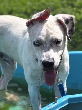 Labrador Retriever and Husky Dogs Available for Adoption - Vince Gill | PetCurious