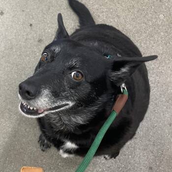 Xena -  Mixed Breed Dog for Adoption in Monticello, Minnesota - Xena | PetCurious