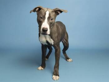 STITCH -  Pit Bull Terrier Dog for Adoption in Phoenix, Arizona - STITCH | PetCurious