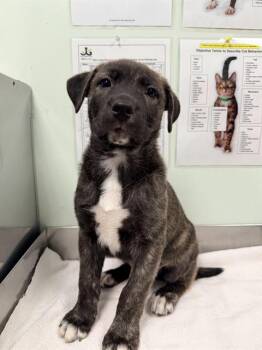 Siberian Husky and Mixed Breed Dogs Available for Adoption in Santa Cruz, California - BAYOU* | PetCurious